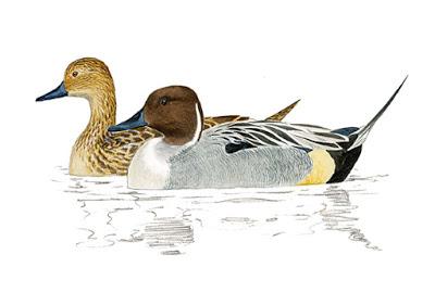 Itinerario ornitológico por el día de los humedales Itinerario ornitológico por el día de los humedales