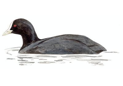 Itinerario ornitológico por el día de los humedales Itinerario ornitológico por el día de los humedales