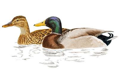 Itinerario ornitológico por el día de los humedales Itinerario ornitológico por el día de los humedales