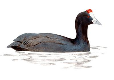 Itinerario ornitológico por el día de los humedales Itinerario ornitológico por el día de los humedales