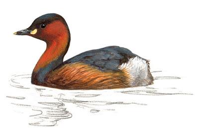 Itinerario ornitológico por el día de los humedales Itinerario ornitológico por el día de los humedales