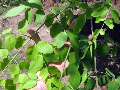 beneficios de la moringa