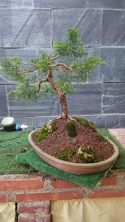 Un Junipero dificil Un Junipero dificil