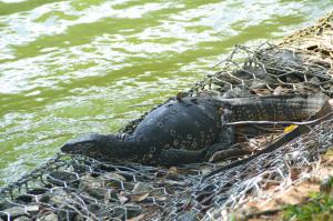 Fauna animal por el lago