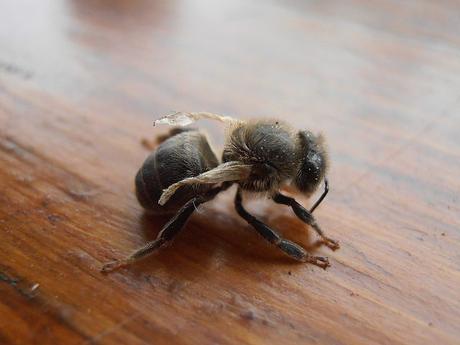 Mortalidad masiva de abejas en el mundo - Mass mortality of bees in the world - Mortalidad masiva de abejas en el mundo - Mass mortality of bees in the world -