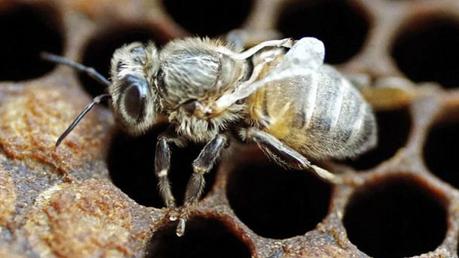 Mortalidad masiva de abejas en el mundo - Mass mortality of bees in the world - Mortalidad masiva de abejas en el mundo - Mass mortality of bees in the world -