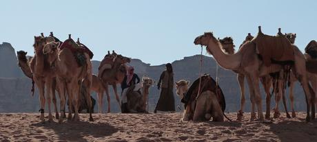 Beduinos, camellos en Wadi Rum