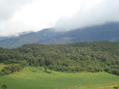 MILENARIO BOSQUE DE LOS ARRAYANES, CARCHI - ECUADOR MILENARIO BOSQUE DE LOS ARRAYANES, CARCHI - ECUADOR
