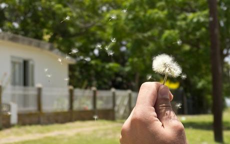 Diente de león gracias a Emilio Küffer en flickr.com Remedios caseros para la alergia primaveral