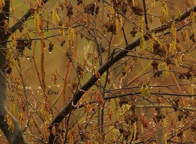 ADIVINA ADIVINANZA, ¿QUÉ LLEVA EL ALISO EN LA RAMA?