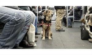 Perro metro