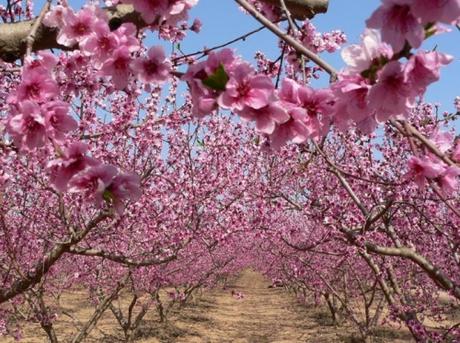 San valentin, día de los enamorados, día de la amistad, día del amor, 14 de febrero, hombres, detalles, tiendas, mujeres, almendro, blog diario, solo yo, blog solo yo, 