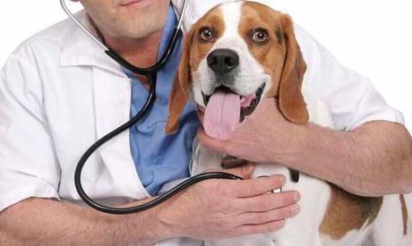 cómo tratar la diarrea en perros