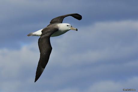Albatros ceja negra (Thalassarche melanophrys)