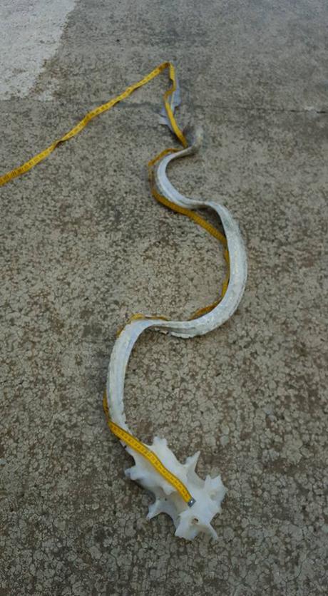 Misterio de extraña criatura del mar resuelto http://static.stuff.co.nz/1455051131/219/13880219.jpg