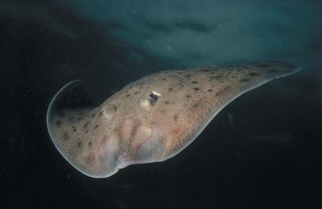 Misterio de extraña criatura del mar resuelto Misterio de extraña criatura del mar resuelto