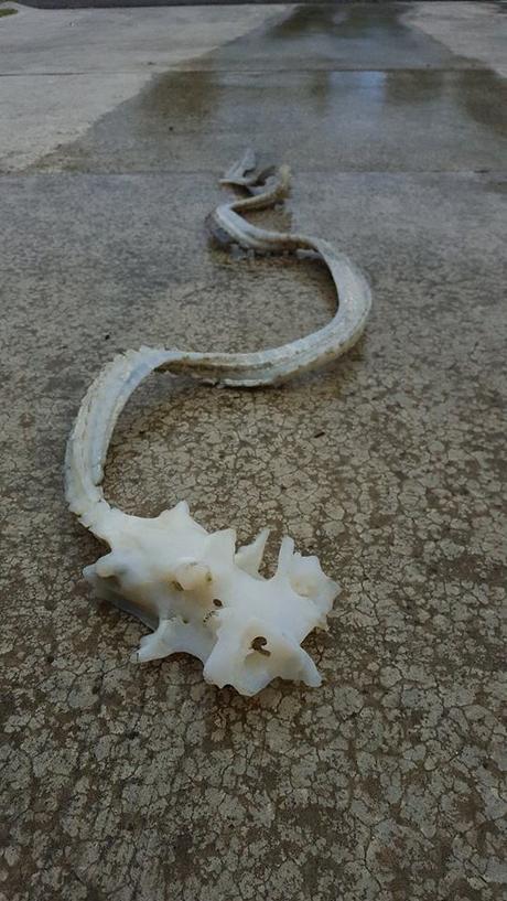 Misterio de extraña criatura del mar resuelto Misterio de extraña criatura del mar resuelto