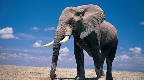 Zoología: El rescate de un pequeño elefante. elephant-with-eyes-closed-640x360.jpg