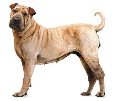 SHAR-PEI