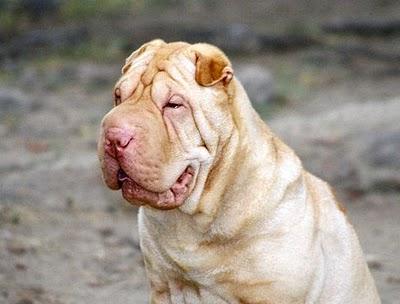 SHAR-PEI