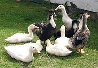 Contacto de las madres con animales reduce el riesgo de eccema Contacto de las madres con animales reduce el riesgo de eccema