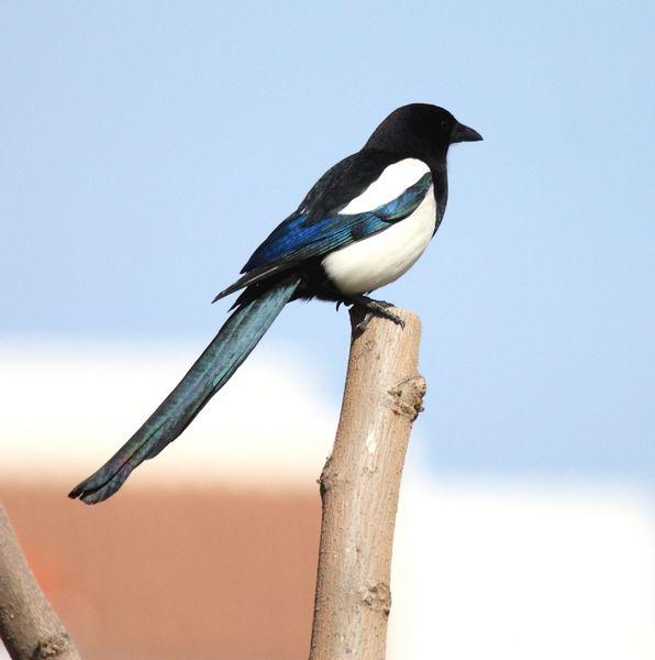 URRACAS-PICA PICA-MAGPIE