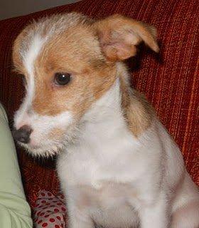 Alex sigue en adopción!!!! mira que como tardes te vas a arrepentir Alex sigue en adopción!!!! mira que como tardes te vas a arrepentir