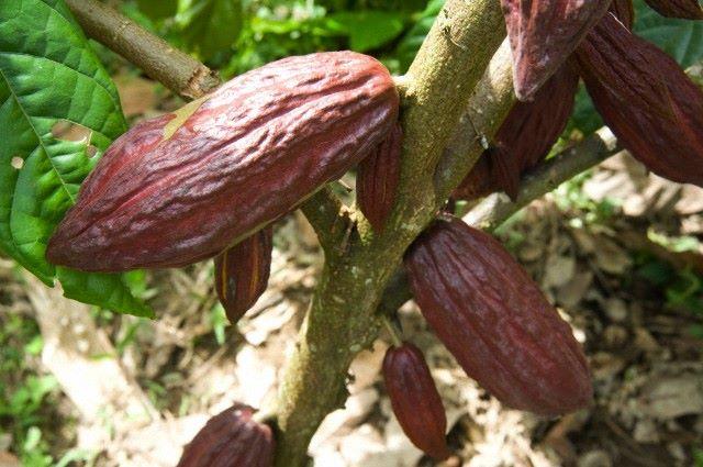 El Perfume del Cacao