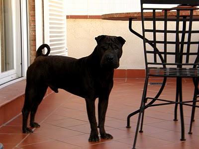 MUY URGENTE. Sharpei DESAPARECIDO en Granada. MUY URGENTE. Sharpei DESAPARECIDO en Granada.