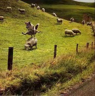 Érase una vez un lobito bueno... Érase una vez un lobito bueno...