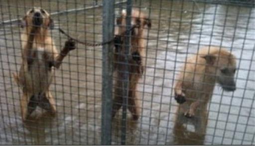 Lluvias torenciales Lluvias torenciales