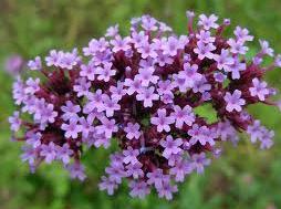 Verbena combate fiebre,inflamacion de garganta y boca Verbena combate fiebre,inflamacion de garganta y boca