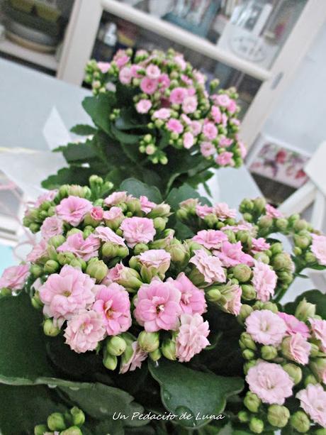 Kalanchoes mimados.