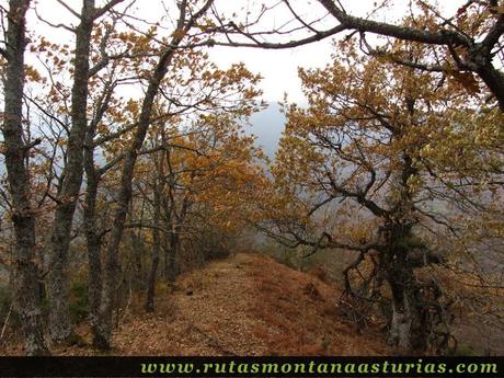 Bosque otoñal