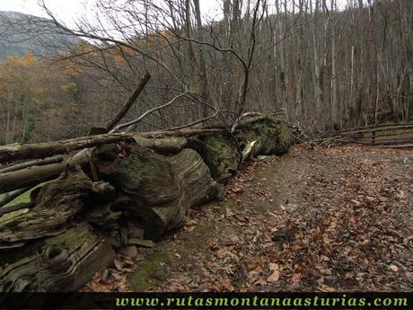 Pista bordeada por troncos de madera