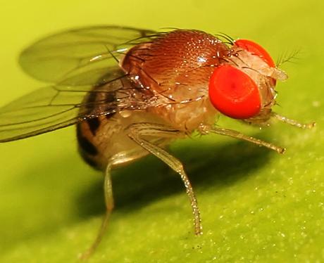 drosophila_hydei Moscas de la Fruta Moscas de la Fruta drosophila hydei