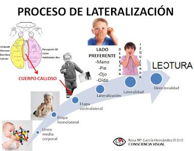 LATERALIDAD  II: Proceso de lateralidad o lateralización y su relación con el desarrollo de la visión
