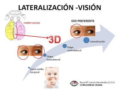 LATERALIDAD  II: Proceso de lateralidad o lateralización y su relación con el desarrollo de la visión