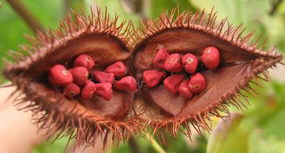Fruto de achiote Fruto de achiote