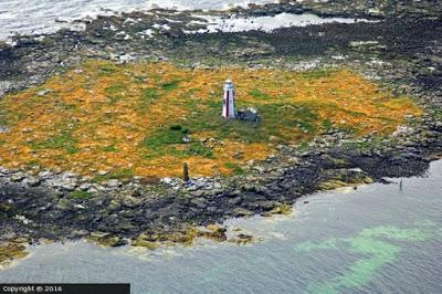 Gaviotas sombrías en migración