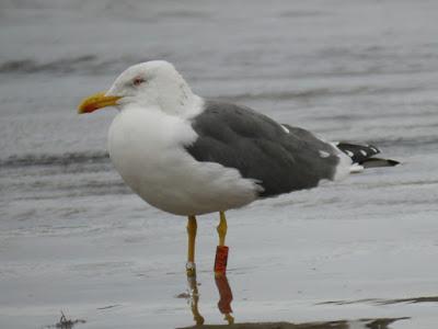 Gaviotas sombrías en migración