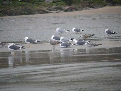 Gaviotas sombrías en migración