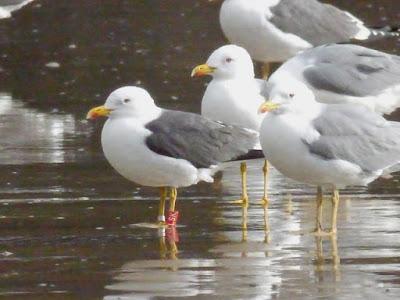 Gaviotas sombrías en migración