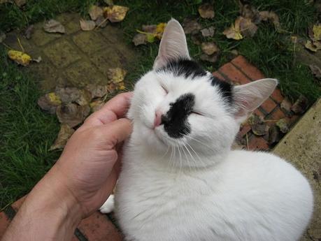 El ronroneo del gato es un sonido misterioso 