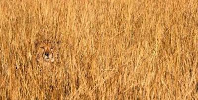Camuflaje y supervivencia, el día a día de muchos animales Camuflaje y supervivencia, el día a día de muchos animales