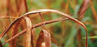 Camuflaje y supervivencia, el día a día de muchos animales Camuflaje y supervivencia, el día a día de muchos animales