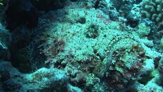 Camuflaje y supervivencia, el día a día de muchos animales Camuflaje y supervivencia, el día a día de muchos animales