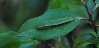Camuflaje y supervivencia, el día a día de muchos animales Camuflaje y supervivencia, el día a día de muchos animales