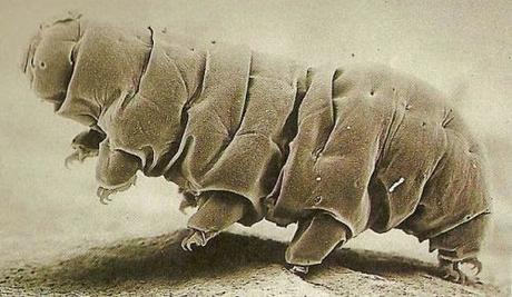 El Arca de Noe y los Osos de Agua El Arca de Noe y los Osos de Agua