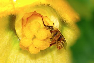 Composición del polen - Composition pollen.